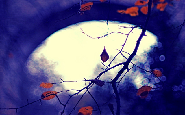 Tree branch fullmoon cave gothic free wallpaper - medium preview image