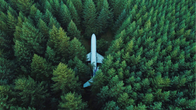 Plane over forest with trees free wallpaper for desktop - medium preview image