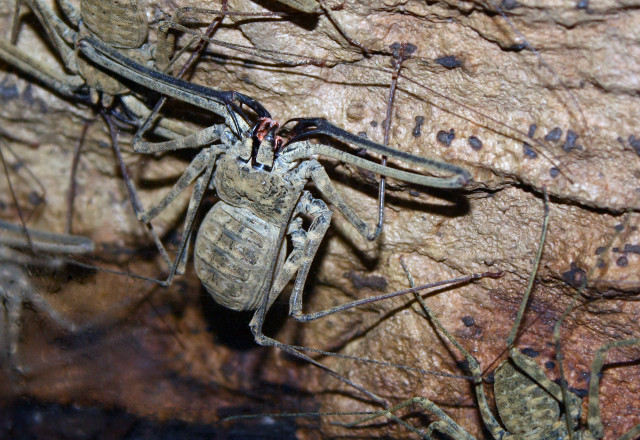 Spider rock insects person closeup free wallpaper - medium preview image