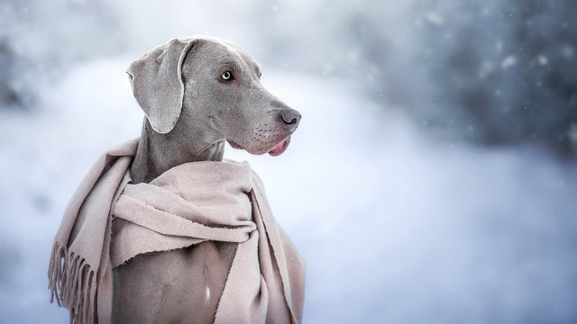 Dog scarf snowfall renaissance colorized free wallpaper - medium preview image