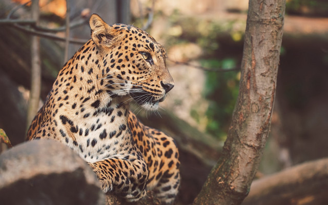 Leopard tree branch zoo background free wallpaper - medium preview image