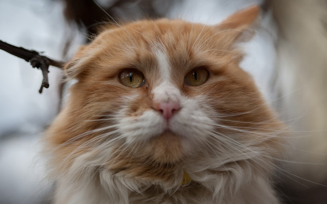 Cat tree branch shallow depth free wallpaper - medium preview image