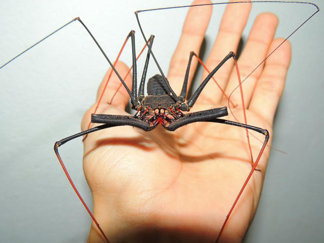 Hand black insect red lines free wallpaper - medium preview image