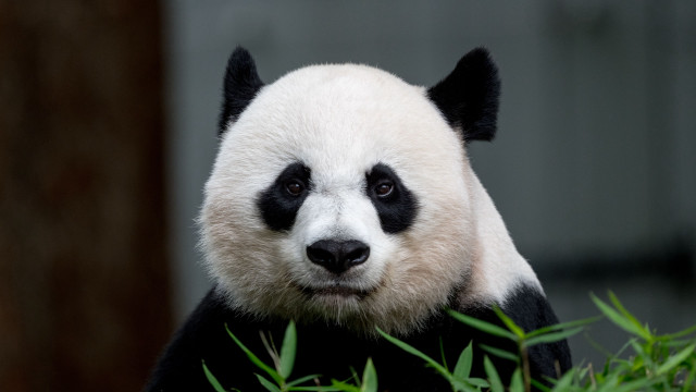 Panda sitting tree sad look free wallpaper - medium preview image