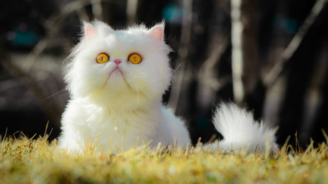 White cat yellow eyes grass #2 free wallpaper - medium preview image