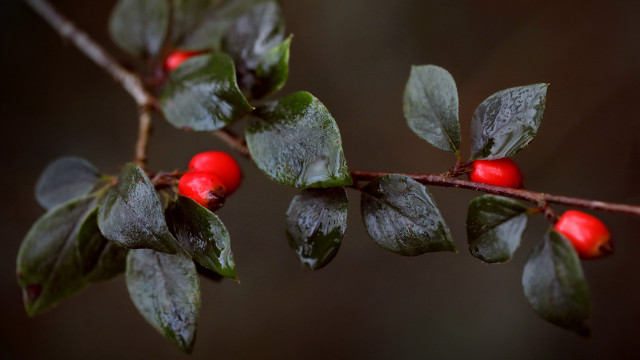 Branch berries leaves water dark free wallpaper - medium preview image