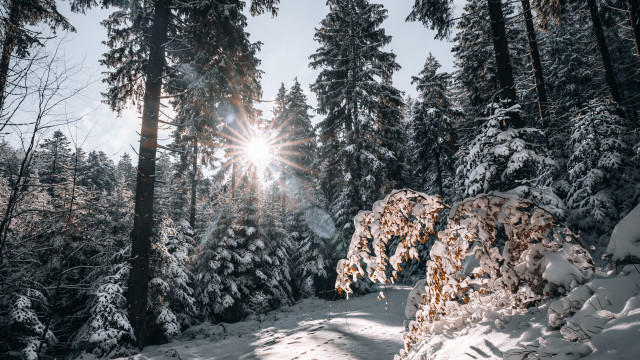 Skiing snowy forest sunset anamorphic free wallpaper - medium preview image