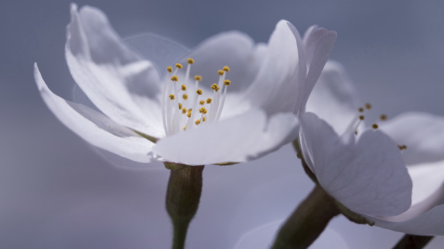 White flower blue sky yellow free wallpaper - medium preview image