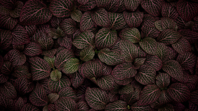 Purple green leaves borders generative free wallpaper - medium preview image