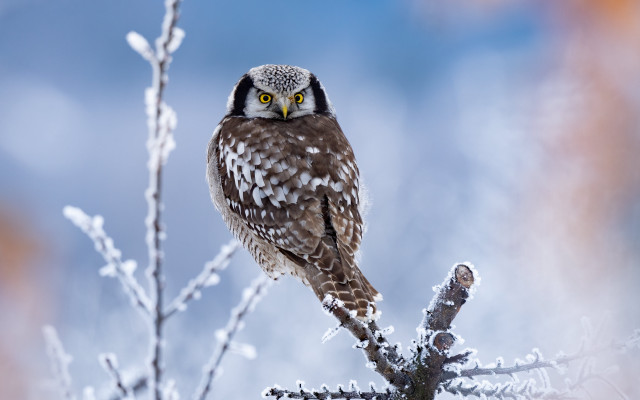 Small owl snowy forest branch free wallpaper - medium preview image
