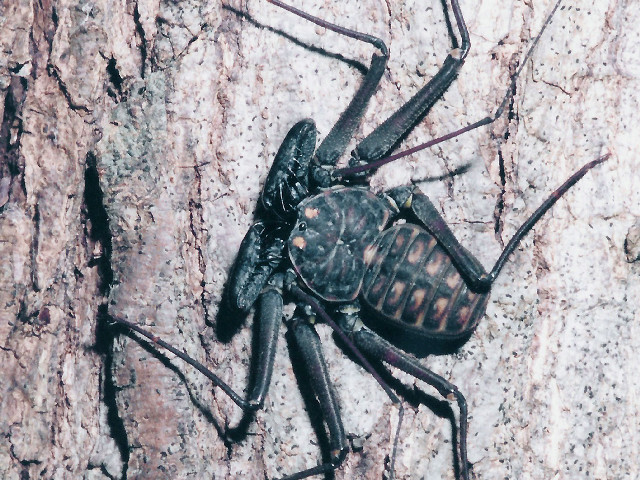 Large black spider tree trunk free wallpaper - medium preview image