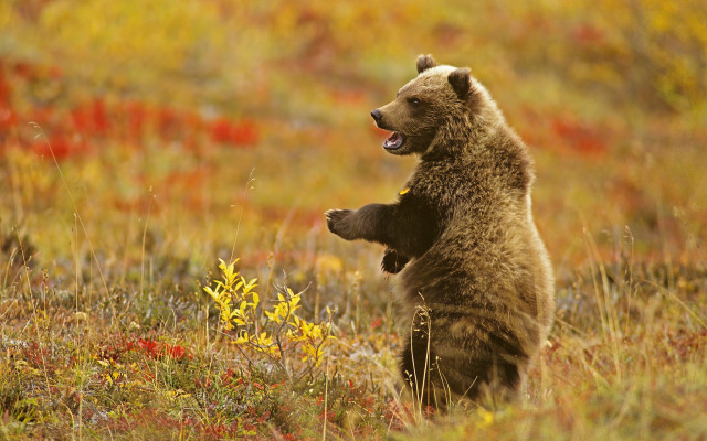 Brown bear autumn flower field free wallpaper - medium preview image