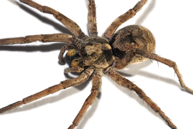 Close up spider white background free wallpaper - medium preview image