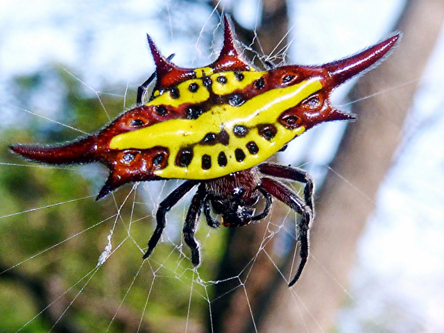 Yellow red spider markings back free wallpaper - medium preview image