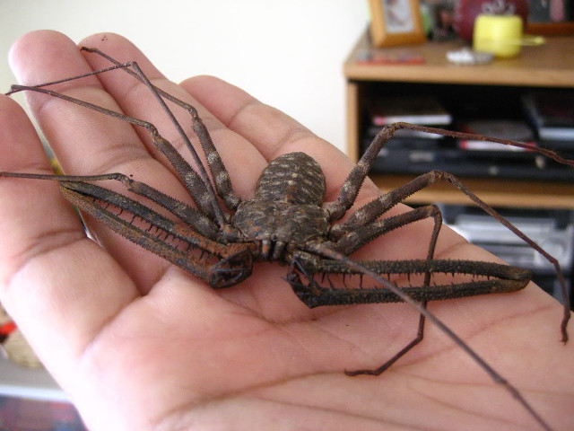 Person holding large spider room free wallpaper - medium preview image