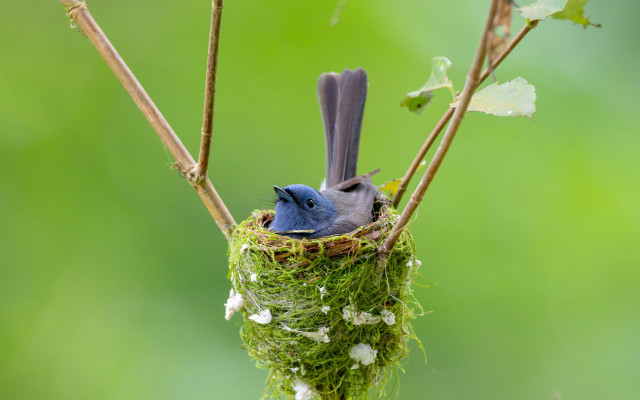 Bird nest moss whiteflowers macro free wallpaper - medium preview image