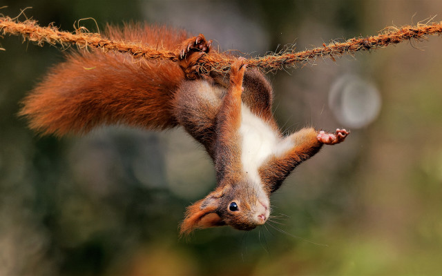 Squirrel upside down rope tail free wallpaper - medium preview image