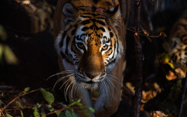 Tiger forest leaves blurry background free wallpaper - medium preview image