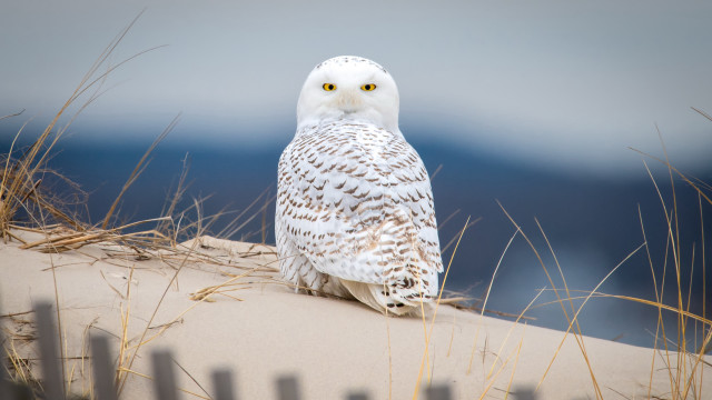 White owl dune fence ocean free wallpaper - medium preview image
