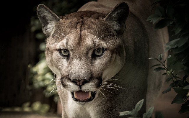 Mountain lion open mouth forest free wallpaper - medium preview image