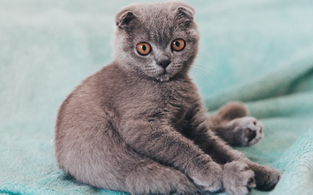 Small gray kitten curious blurry free wallpaper - medium preview image