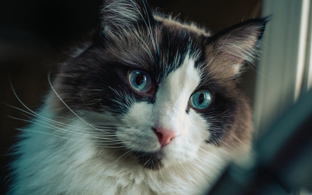 Sad cat blue eyes renaissance free wallpaper - medium preview image