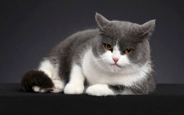 Gray white cat angry portrait free wallpaper - medium preview image