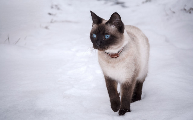 Siamese cat snow blue eyes free wallpaper - medium preview image