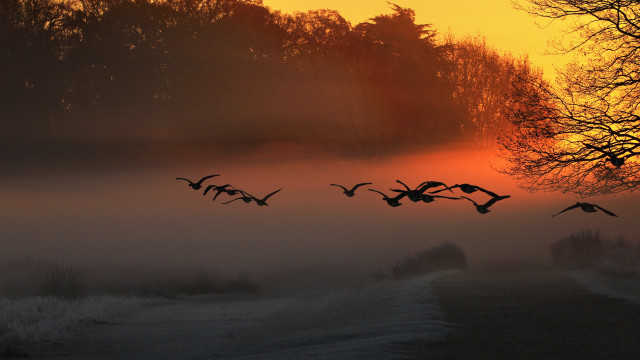 Birds foggy field sunset trees free wallpaper - medium preview image