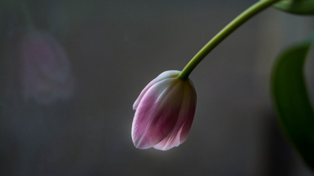 Pink flower green stem macro #4 free wallpaper - medium preview image