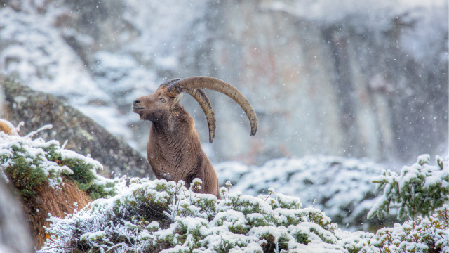 Ram horned sheep snowy mountain free wallpaper - medium preview image