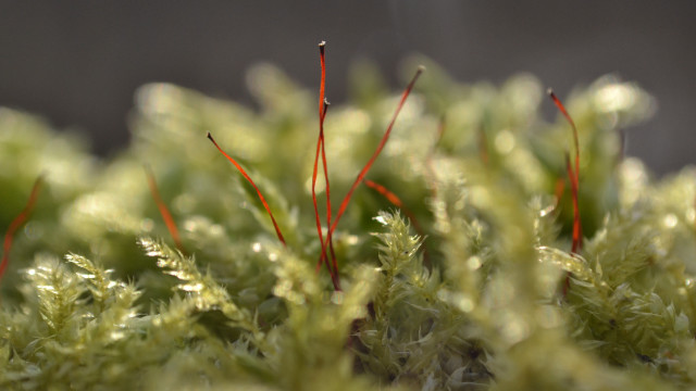Red stems green leaves dark free wallpaper - medium preview image