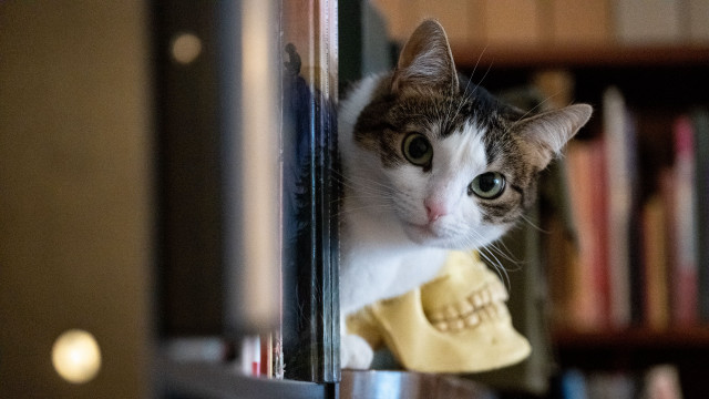 Cat skeleton bookcase night blurry free wallpaper - medium preview image