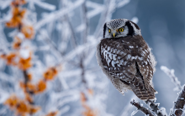 Bird snow branch autumn flower free wallpaper - medium preview image