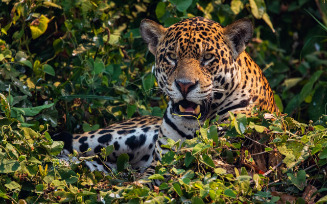 Leopard lying in forest open free wallpaper - medium preview image