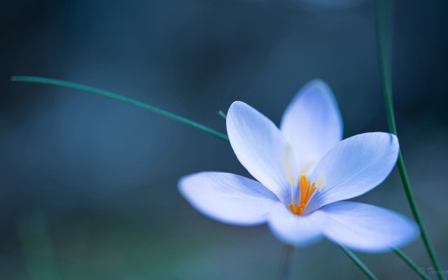 Flower butterfly lotus glow macro free wallpaper - medium preview image
