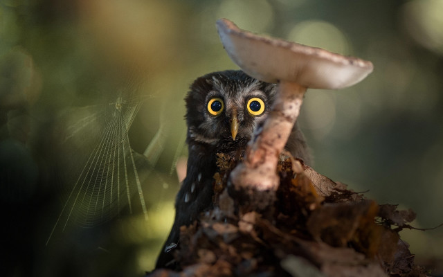Bird mushroom head eye focus free wallpaper - medium preview image