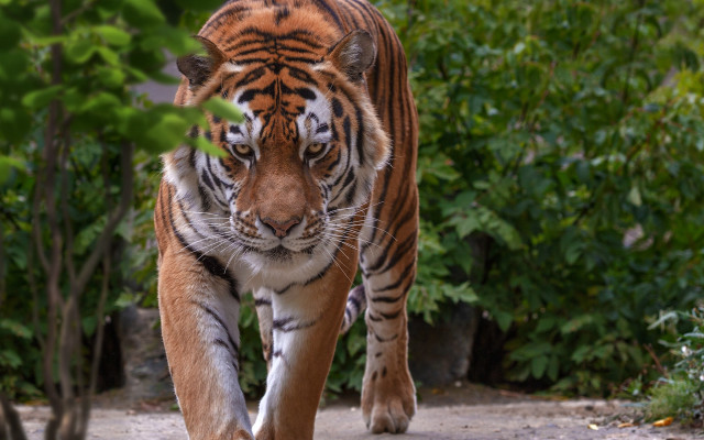Tiger dirt road forest bush free wallpaper - medium preview image