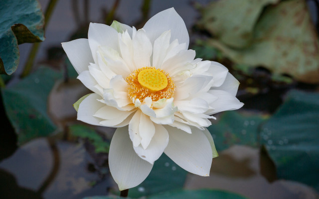 White flower water lilies bokeh free wallpaper - medium preview image