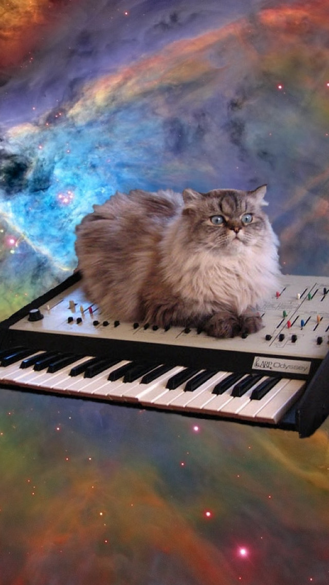 Cat sitting keyboard space stars free wallpaper - medium preview image