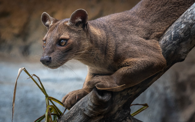 Small animal tree branch water free wallpaper - medium preview image