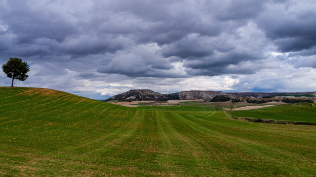 Lone tree grassy hill cloudy #2 free wallpaper - medium preview image