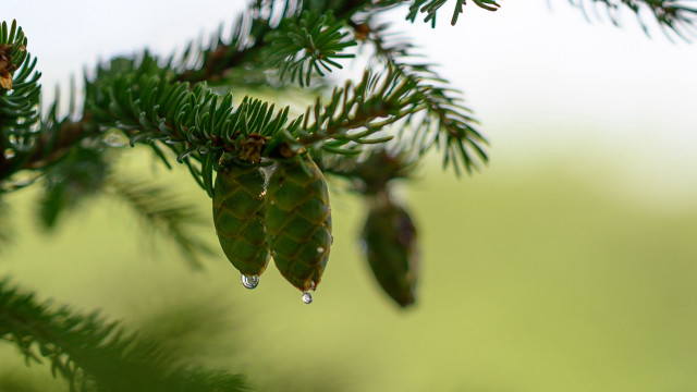 Pine water drops nature blurred free wallpaper - medium preview image