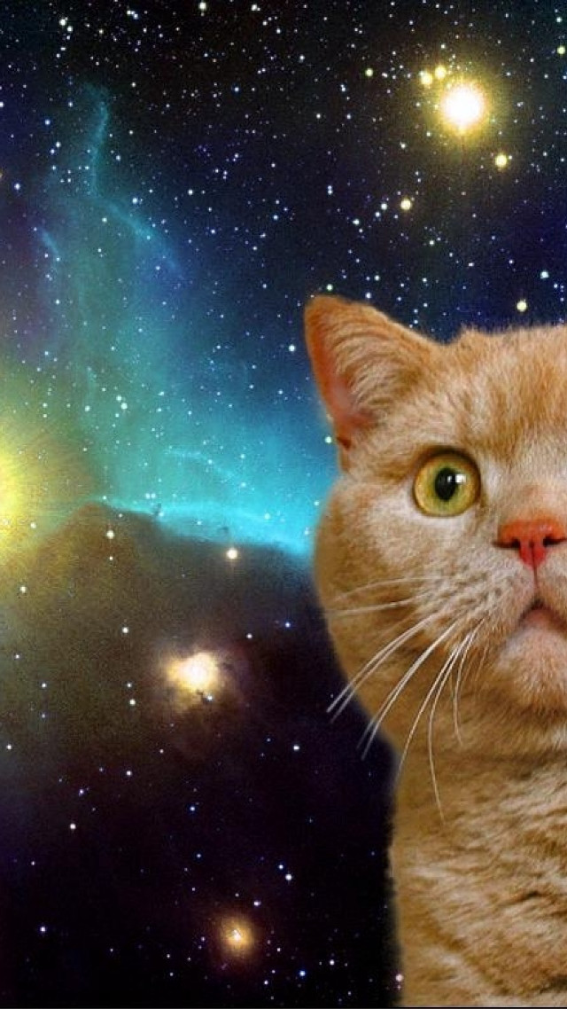 Cat looking up sky stars #2 free wallpaper - medium preview image