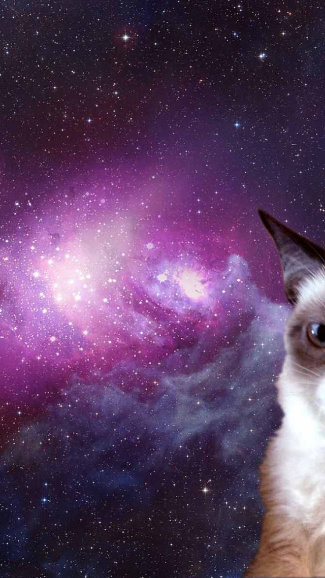 Cat looking camera purple background free wallpaper - medium preview image