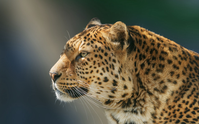 Leopard closeup blurry background photorealistic free wallpaper - medium preview image
