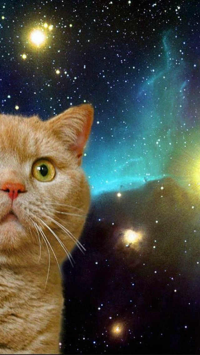 Cat looking up sky stars free wallpaper - medium preview image