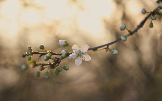 Branch white flowers green leaves #17 free wallpaper - medium preview image