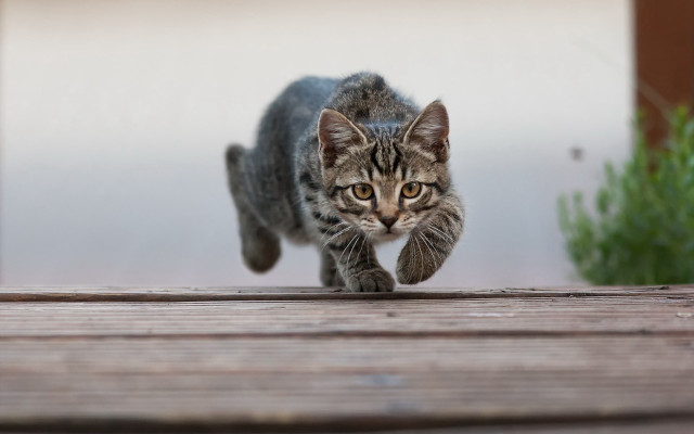 Cat running wooden deck plant free wallpaper - medium preview image