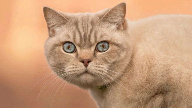 Cat blue eyes surreal symmetrical free wallpaper - medium preview image
